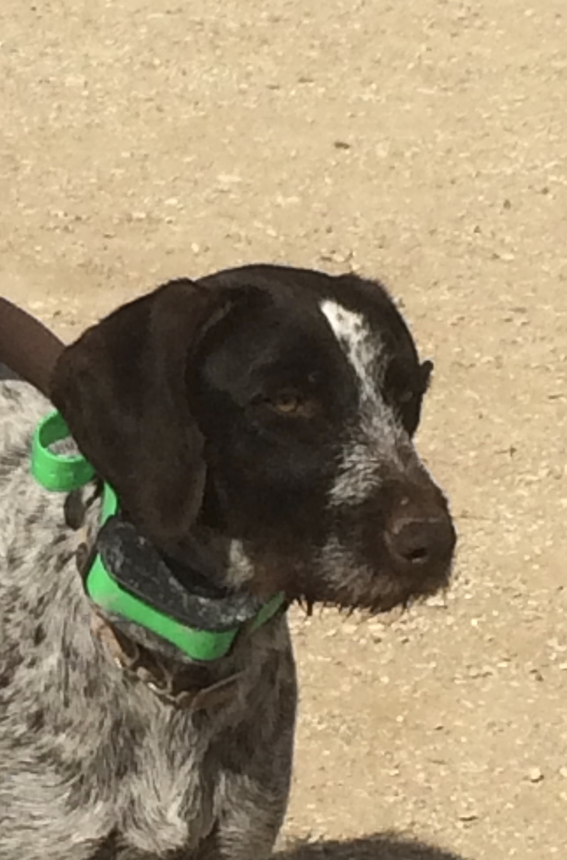 Pebbles – Wirehairs of Pigeon Creek